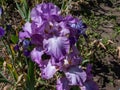 Close-up of the bearded iris or German bearded iris (Iris Ãâ germanica) \'Amethyst Flame\'